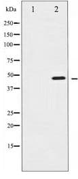 IKBKG / NEMO / IKK Gamma Antibody
