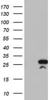 RGS16 Antibody (clone OTI3B4)