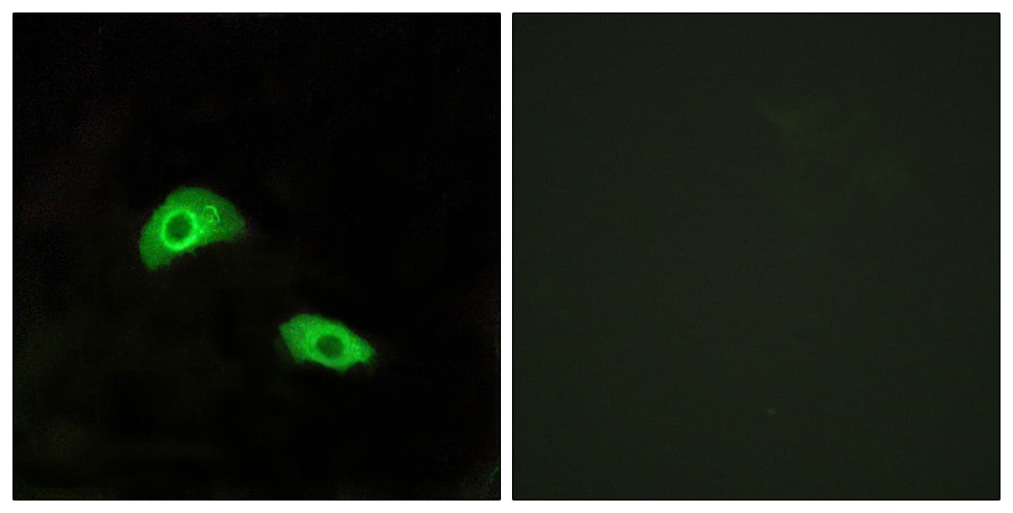 GPR174 Antibody (aa126-175)