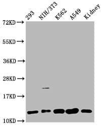 HIST1H4I Antibody