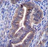 KIAA1324 / maba1 Antibody (aa704-732)