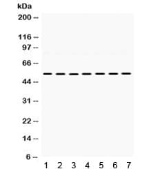 ADRA1A Antibody