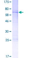 Human POU3F4 Protein (Recombinant GST)