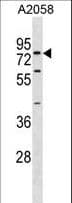SYT16 Antibody (aa297-325)