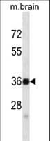 Monoclonal Mouse anti-Mouse SYP / Synaptophysin Antibody (aa225-253, WB)