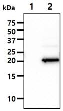IMP3 Antibody (clone AT32E9)