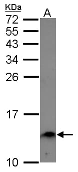 ENSA Antibody