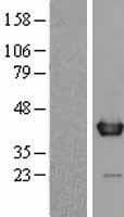 WDR5 Protein (Over-Expression Lysate Myc-DDK (Flag))