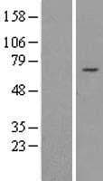 REPIN1 Protein (Over-Expression Lysate Myc-DDK (Flag))