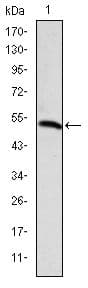 Monoclonal Mouse anti-Human PODXL / Podocalyxin Antibody (clone 5F5, IHC, WB)