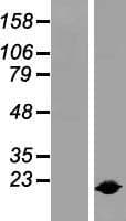 Human IL1RN Protein (Over-Expression Lysate Myc-DDK (Flag))