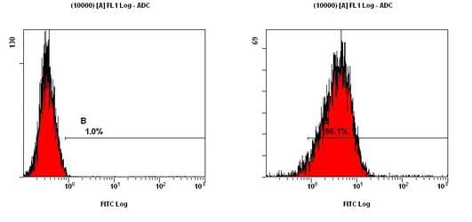 IHC-plus™ SOX2 Antibody (aa1-100)