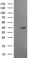 MSI1 / Musashi 1 Antibody (clone OTI2B2)