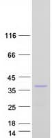Human TNFAIP8L3 Protein (Recombinant Myc-DDK (Flag))