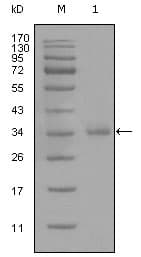 CD45 / LCA Antibody (clone 4A8A4C7A2)