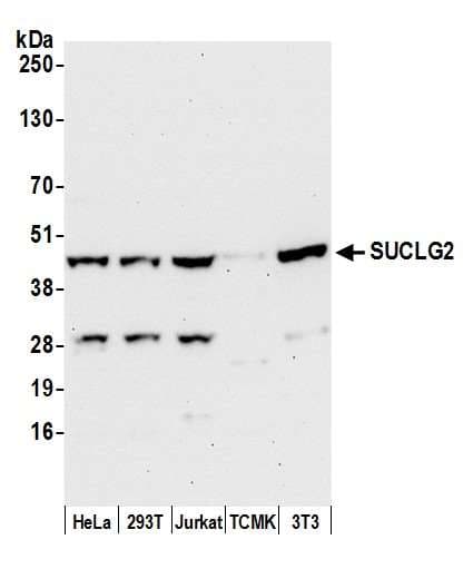 SUCLG2 Antibody (aa382-432)