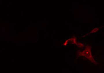 DGAT2L6 Antibody