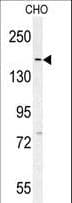 DAAM1 Antibody (aa341-370)