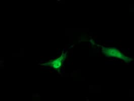 ZNRD1 Antibody (clone OTI1G2)