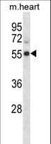 CDK15 / ALS2CR7 Antibody (aa96-124)