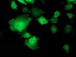 TOMM34 Antibody (clone OTI1B4)