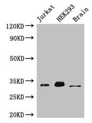 MBD3 Antibody