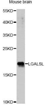 LGALSL / Galectin 5 Antibody