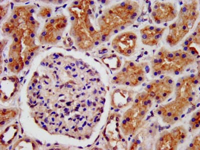 LRP2 / Megalin Antibody