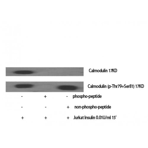 Polyclonal Rabbit anti-Human Calmodulin Antibody (45-95 aa, IHC, IF, WB)