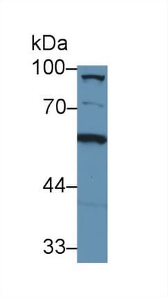 Complement C8A Antibody (APC)