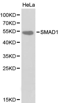 SMAD1 Antibody