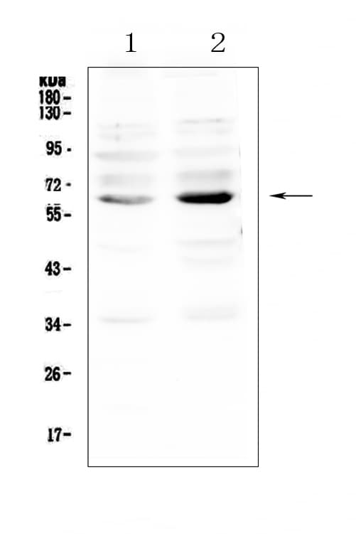 NRF1 / NRF-1 Antibody