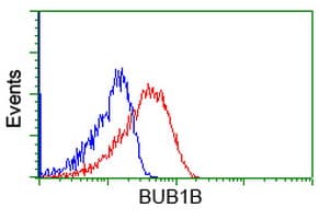 BUB1B / BubR1 Antibody (clone OTI6E3)
