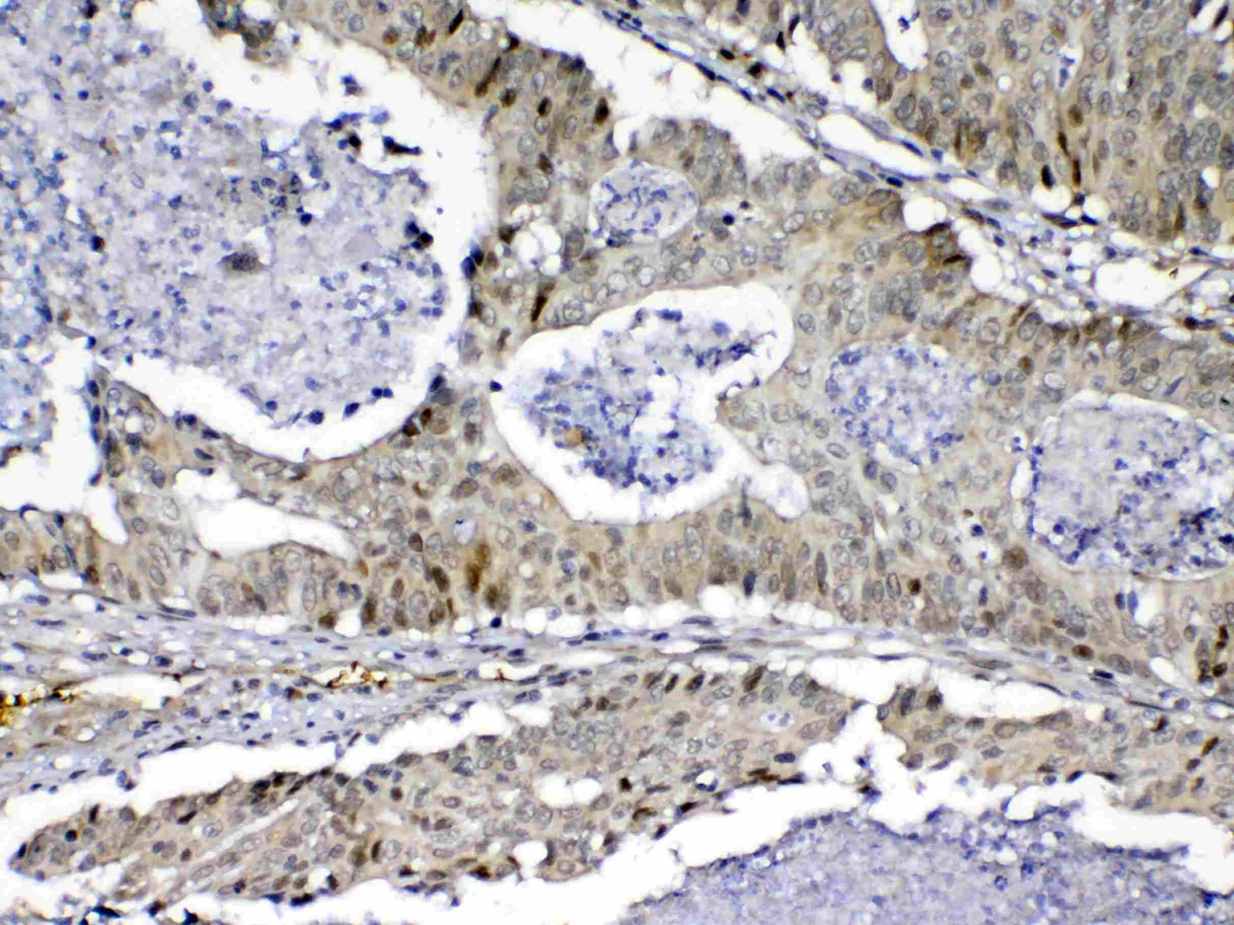 MED9 Antibody