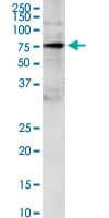 GRB10 Antibody (clone 1A7)