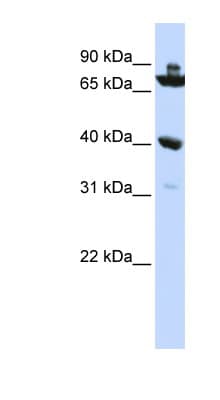C7orf31 Antibody (N-Terminus)