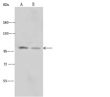ITGA3 / CD49c Antibody (Preservative Free)