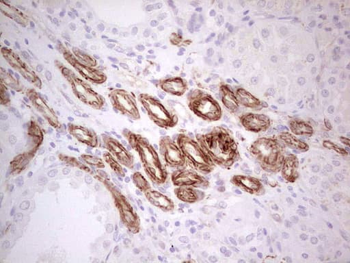 Monoclonal Mouse anti-Human DMN / Desmuslin / Synemin Antibody (clone 2F4, Carrier-free, aa329-580, IHC)