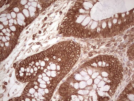 WIBG Antibody (clone OTI2C1)