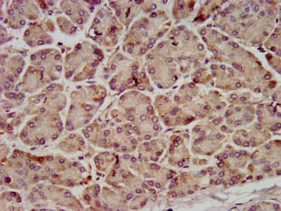 C10orf2 / PEO1 Antibody