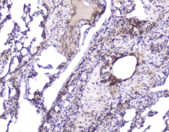 Polyclonal Rabbit anti-Mouse HSPB1 / HSP27 Antibody (IHC, WB)