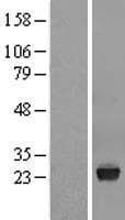 VSTM2L Protein (Over-Expression Lysate Myc-DDK (Flag))