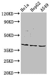 Polyclonal Rabbit anti-Human NANS Antibody (IF, WB)
