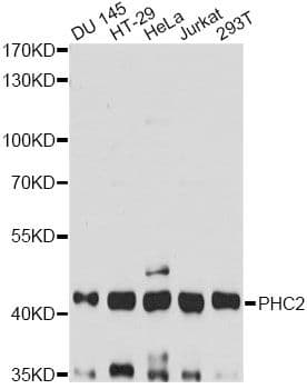 HPH2 / PHC2 Antibody