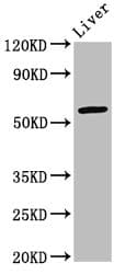 ARID3A / DRIL1 Antibody