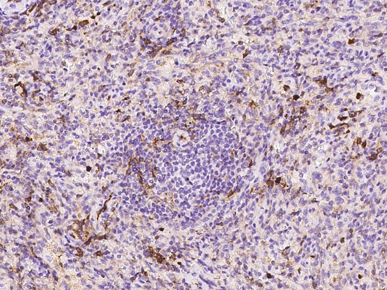 SELPLG / PSGL-1 / CD162 Antibody (clone 216, Preservative Free)