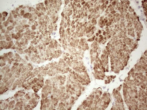 Monoclonal Mouse anti-Human SPATA22 Antibody (clone OTI1E2, Carrier-free, IHC, WB)