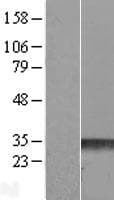 Human RHOE / RND3 Protein (Over-Expression Lysate Myc-DDK (Flag))