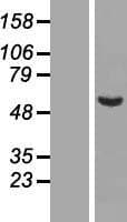 C9orf43 Protein (Over-Expression Lysate Myc-DDK (Flag))