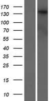 DENND5B Protein (Over-Expression Lysate Myc-DDK (Flag))